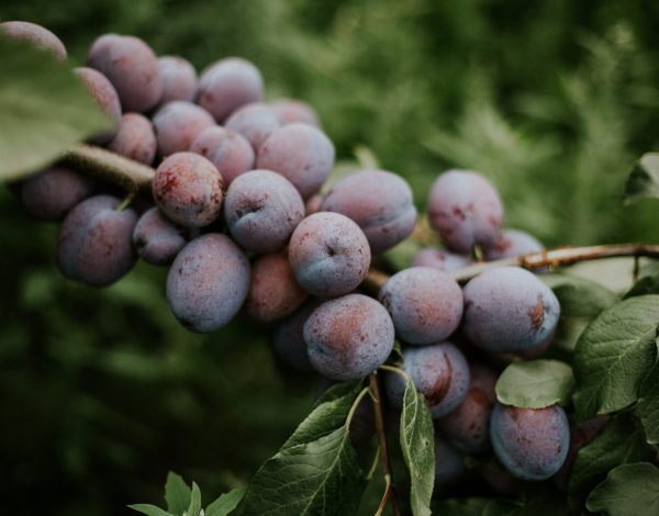 Closeup shot of plums on the branch with a blurred natural background