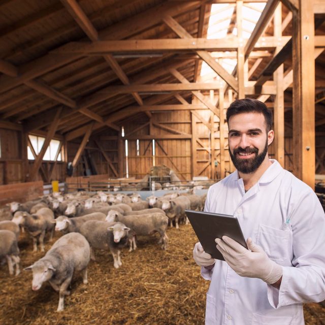 portrait-veterinarian-dressed-white-coat-with-rubber-gloves-standing-sheep-domestic-farm-edited-scaled