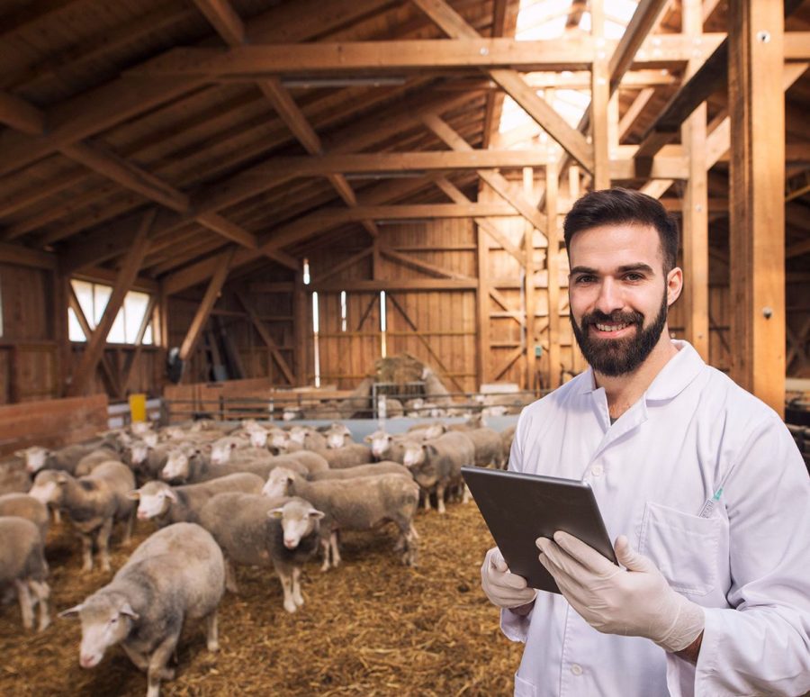 portrait-veterinarian-dressed-white-coat-with-rubber-gloves-standing-sheep-domestic-farm-edited-scaled